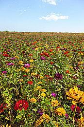 《望月》朔月测试PV&全新实机 奇遇月灵横行都市